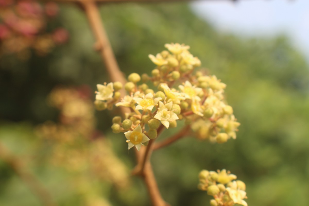 Ziziphus rugosa Lam.